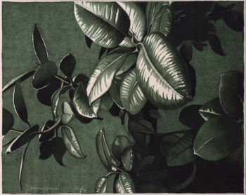 <b>Gummibaum</b>
<br>Fuhrer, Christoph N.