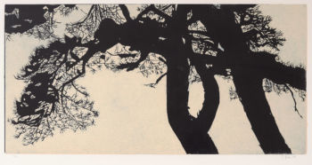 <b>L 1827- aus der Serie: Kiefern</b>
<br>Griem, Gisela