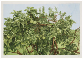 <b>Apfelbaum</b>
<br>Christoph N. Fuhrer 2021