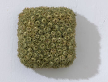 <b>Eckiges Klettenkissen
<br>/ Pauline Adler