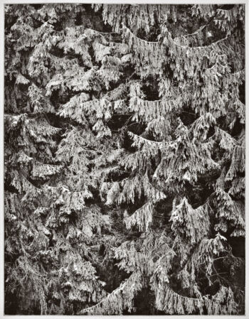 <b>Wald</b>
<br>/ Alois Achatz