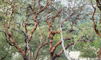 <b>Pacific Madrone, 2018,</b>
<br>/ Herbert Stolz