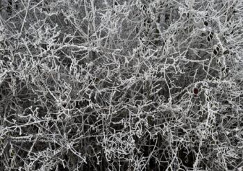 <b>Wolfram Schmidt</b>
<br>„Spurenbild Zweigegewirr 20250101 1411“