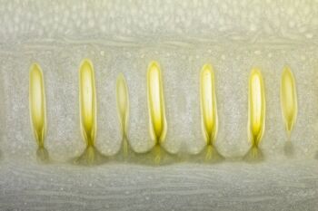 <b>Sonja Gerl</b>
<br>„Lichterallee - ω - 01 - Projekt“