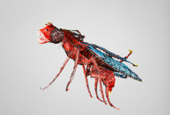 <b>Tony Kobler</b>
<br>„CRYFLY“